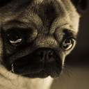 สมาชิกหมายเลข 5175631