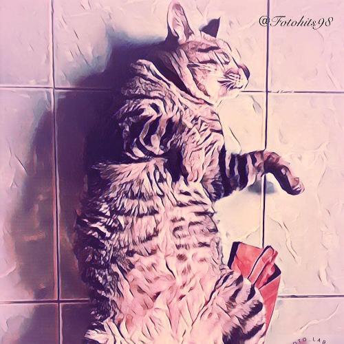 สมาชิกหมายเลข 4764152