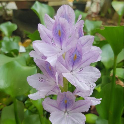 สมาชิกหมายเลข 5175867