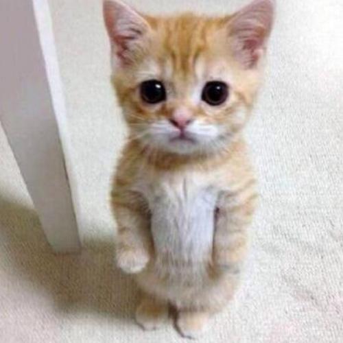 สมาชิกหมายเลข 4753954