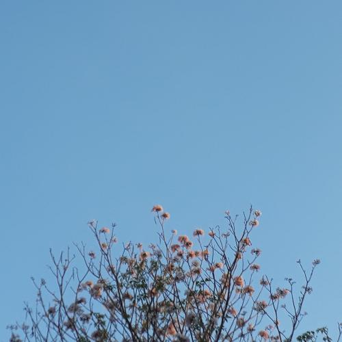 สมาชิกหมายเลข 5166231