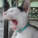 สมาชิกหมายเลข 3720747