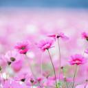 สมาชิกหมายเลข 3843374