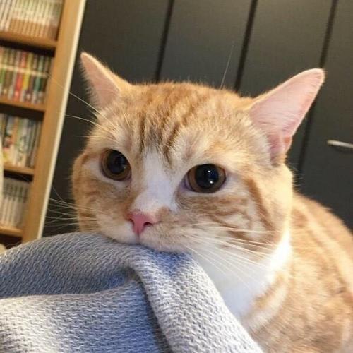 สมาชิกหมายเลข 4274829