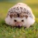 สมาชิกหมายเลข 3987258