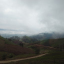 ดอกไม้ในป่ากว้าง