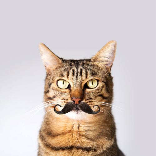 สมาชิกหมายเลข 5177156