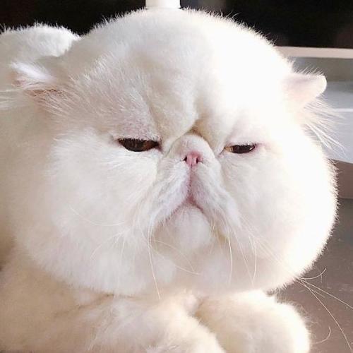 สมาชิกหมายเลข 6772031