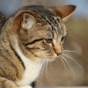 สมาชิกหมายเลข 3987882