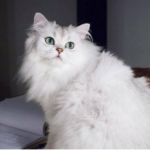 สมาชิกหมายเลข 4457979