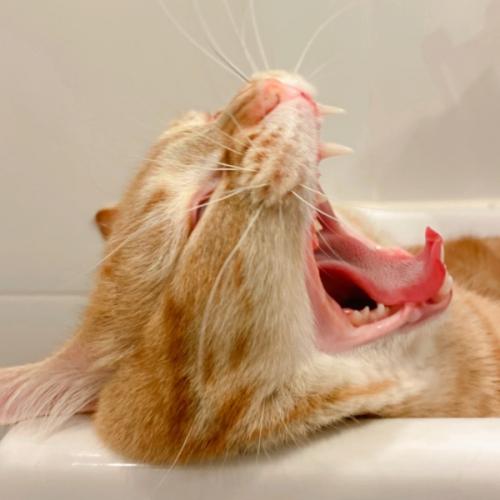 สมาชิกหมายเลข 1595256