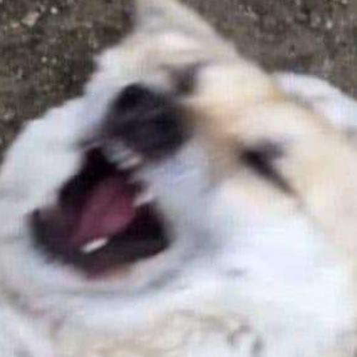 FCHB ปิ้วๆ