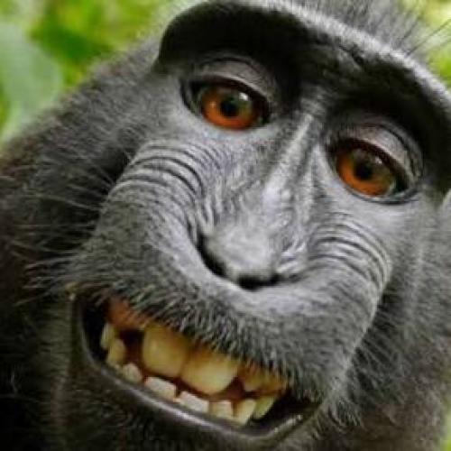 สมาชิกหมายเลข 4446623