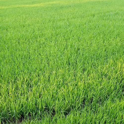 สมาชิกหมายเลข 5176451