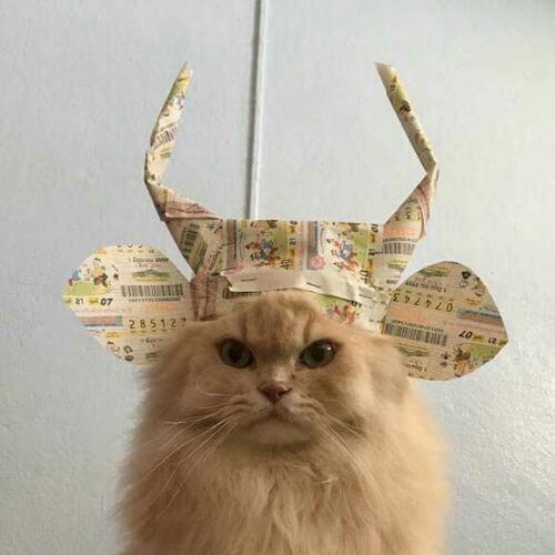 สมาชิกหมายเลข 1483576