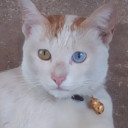 สมาชิกหมายเลข 4459248