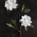 สมาชิกหมายเลข 3989323