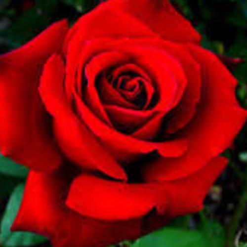 สมาชิกหมายเลข 5556520