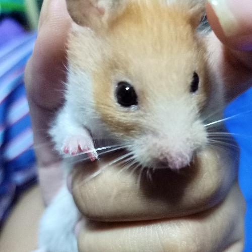 สมาชิกหมายเลข 3742088