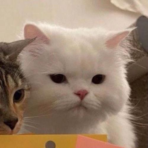 สมาชิกหมายเลข 4786650