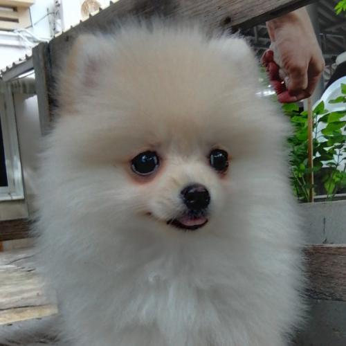 สมาชิกหมายเลข 6774900