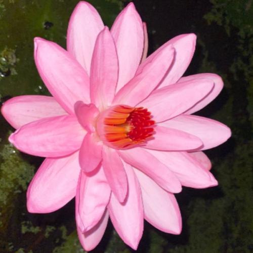 สมาชิกหมายเลข 5005320