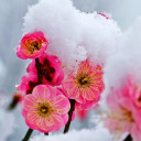 ยืนงงในดงดอกเหมย