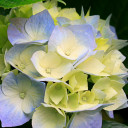 สมาชิกหมายเลข 4460425