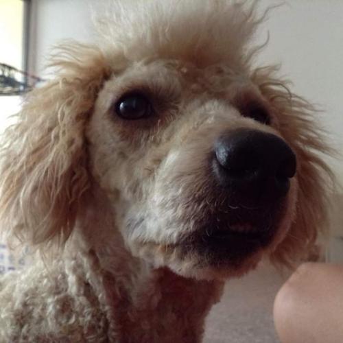 หมาน้อย ไร้เดียงสา