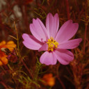 สมาชิกหมายเลข 4779093