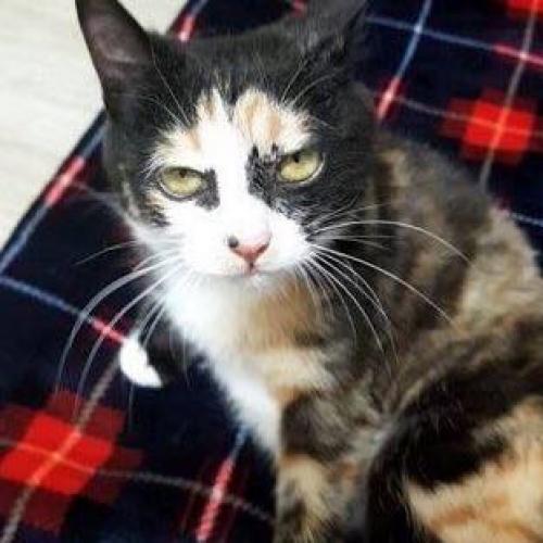 สมาชิกหมายเลข 4460548