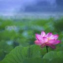 สมาชิกหมายเลข 4116075