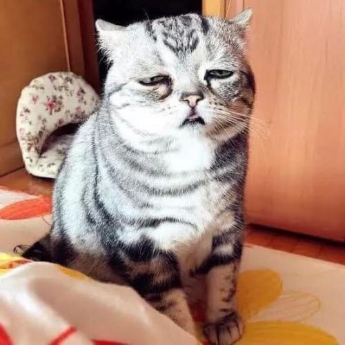 สมาชิกหมายเลข 6149705