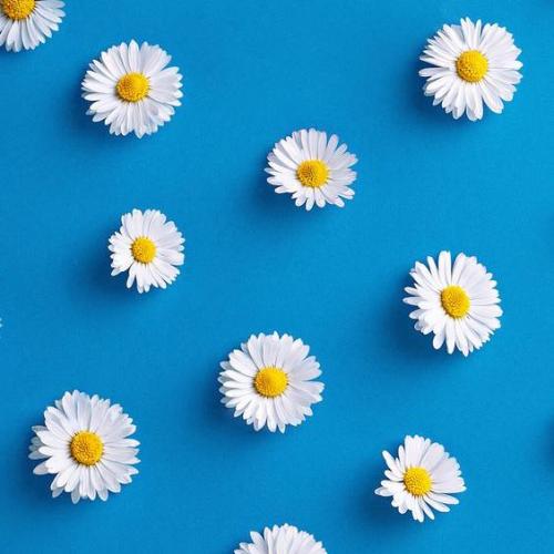 สมาชิกหมายเลข 4460416