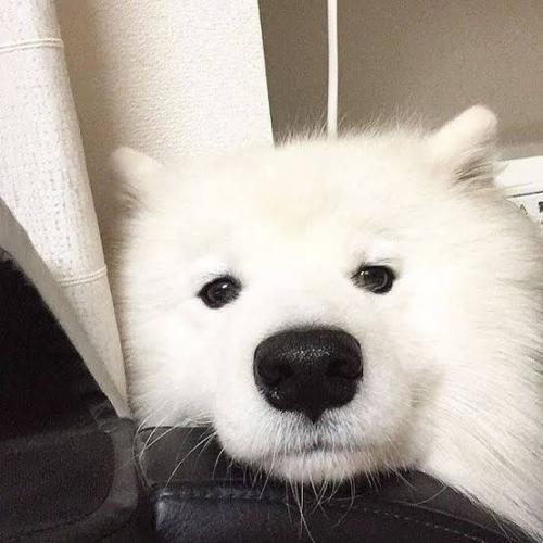 สมาชิกหมายเลข 4295338