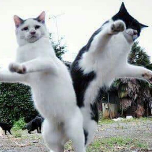 สมาชิกหมายเลข 4800043