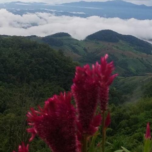 เสือกินเนื้อ