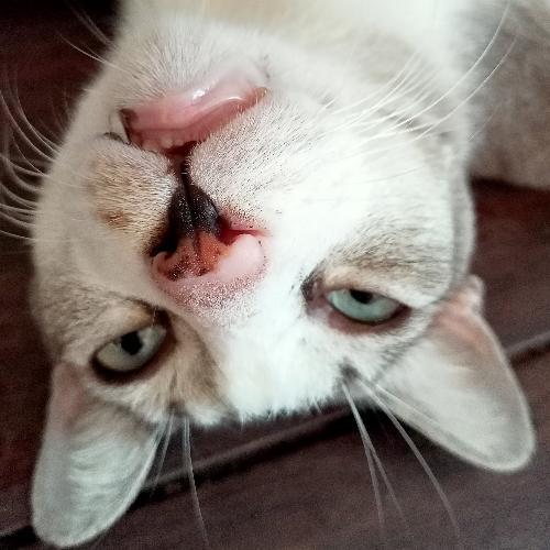 สมาชิกหมายเลข 6150742