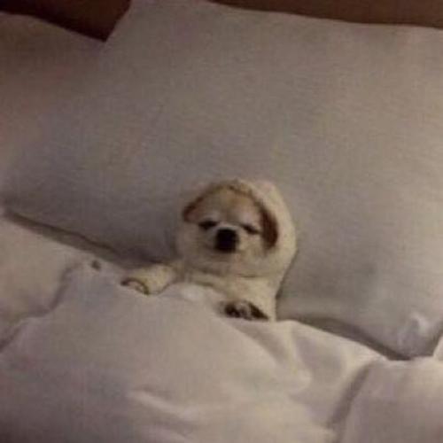 สมาชิกหมายเลข 5181218