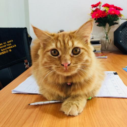 สมาชิกหมายเลข 5181395