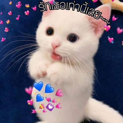 สมาชิกหมายเลข 6221918