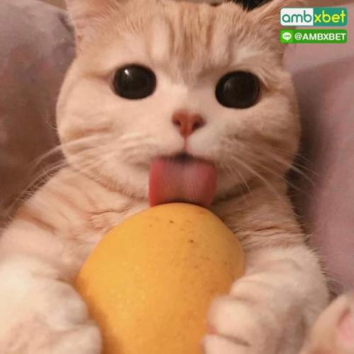 สมาชิกหมายเลข 6779055