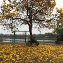 สมาชิกหมายเลข 4264269