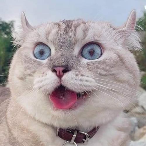 สมาชิกหมายเลข 5033132