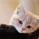 สมาชิกหมายเลข 2485137