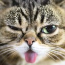 สมาชิกหมายเลข 3993976