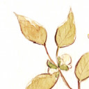 สมาชิกหมายเลข 4463373