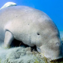 สมาชิกหมายเลข 4463513