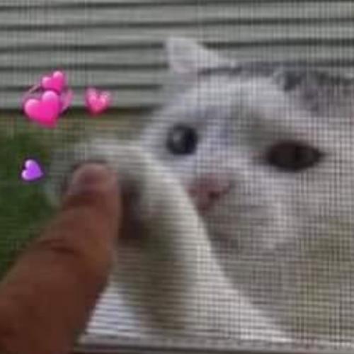 สมาชิกหมายเลข 3919746