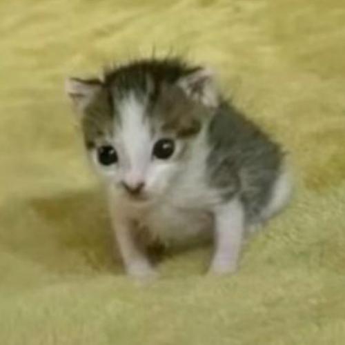 สมาชิกหมายเลข 8038438